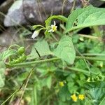 Solanum americanumFlor