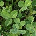 Trifolium repens Φύλλο