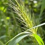 Elymus virginicus Blüte