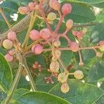 Zanthoxylum americanum Fruit