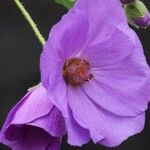 Corynabutilon vitifoliumFlower