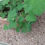 Pelargonium tomentosum Blatt