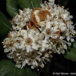 Ceanothus crassifolius Floare