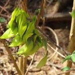 Crotalaria agatiflora