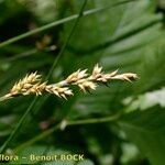 Carex elongata Fruitua