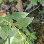 Centaurea nigrescens Blatt