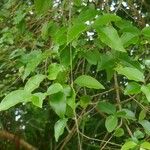 Ligustrum robustum Hoja