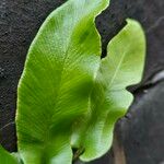 Asplenium scolopendrium Feuille