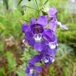 Angelonia biflora Květ