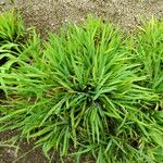 Iris setosa 整株植物