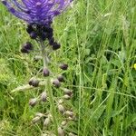 Muscari matritense Flower