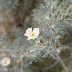 Argemone pleiacantha Corteza