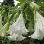 Brugmansia × candidaFlor