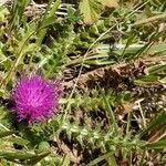 Cirsium acaulon 花