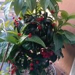 Ardisia crenata Froito