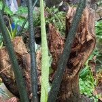 Alocasia zebrina Flower