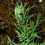 Cardamine impatiens Leaf