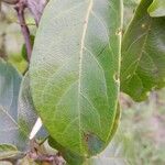 Combretum coccineum Blatt