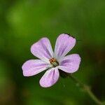 Geranium robertianumÇiçek