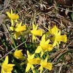 Narcissus pseudonarcissus Kvet