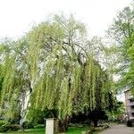 Salix × pendulina Costuma