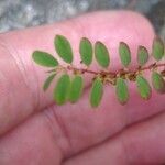 Phyllanthus caroliniensis Лист