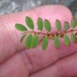 Phyllanthus caroliniensis 葉