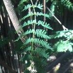 Albizia harveyi Leaf