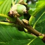 Quercus aliena Fruit