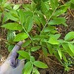 Vaccinium myrtilloides Lapas