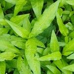Persicaria hydropiper Yaprak