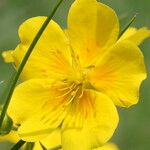 Potentilla grandiflora Floro