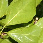 Dendropanax arboreus Hoja