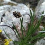 Plantago atrata Flower