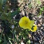 Oenothera parviflora花