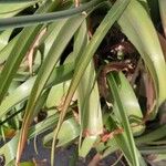 Albuca bracteata List