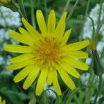 Tragopogon pratensis Flower