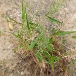 Eragrostis amabilis Folla