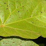 Christiana africana Hoja