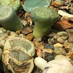 Lithops spp. 整株植物