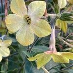 Nicotiana alataVirág