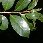 Symplocos costaricana Habit