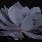 Echeveria laui Hoja