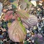 Cornus sanguinea Fuelha