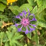 Cyanus lugdunensis Flower