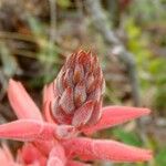 Sacoila lanceolata Λουλούδι
