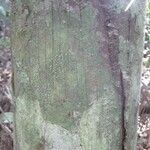 Oenocarpus bataua Bark