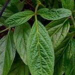 Solanum muricatum Blatt