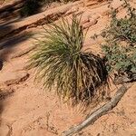 Yucca angustissima Leaf