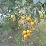 Citharexylum montevidense Fruit